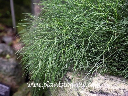 Whisk Fern (Psilotum nudum)